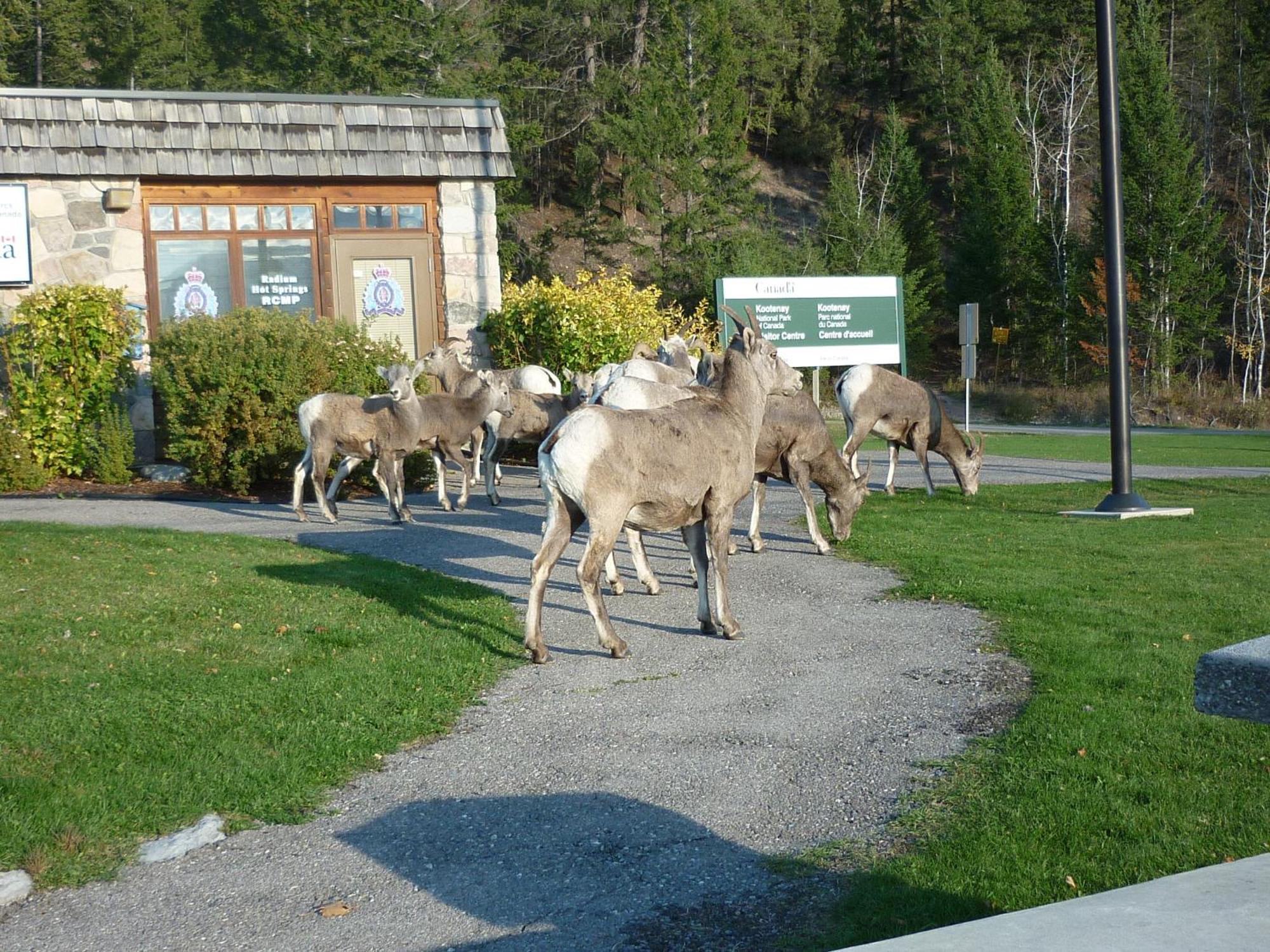 Motel Bavaria Radium Hot Springs Bagian luar foto